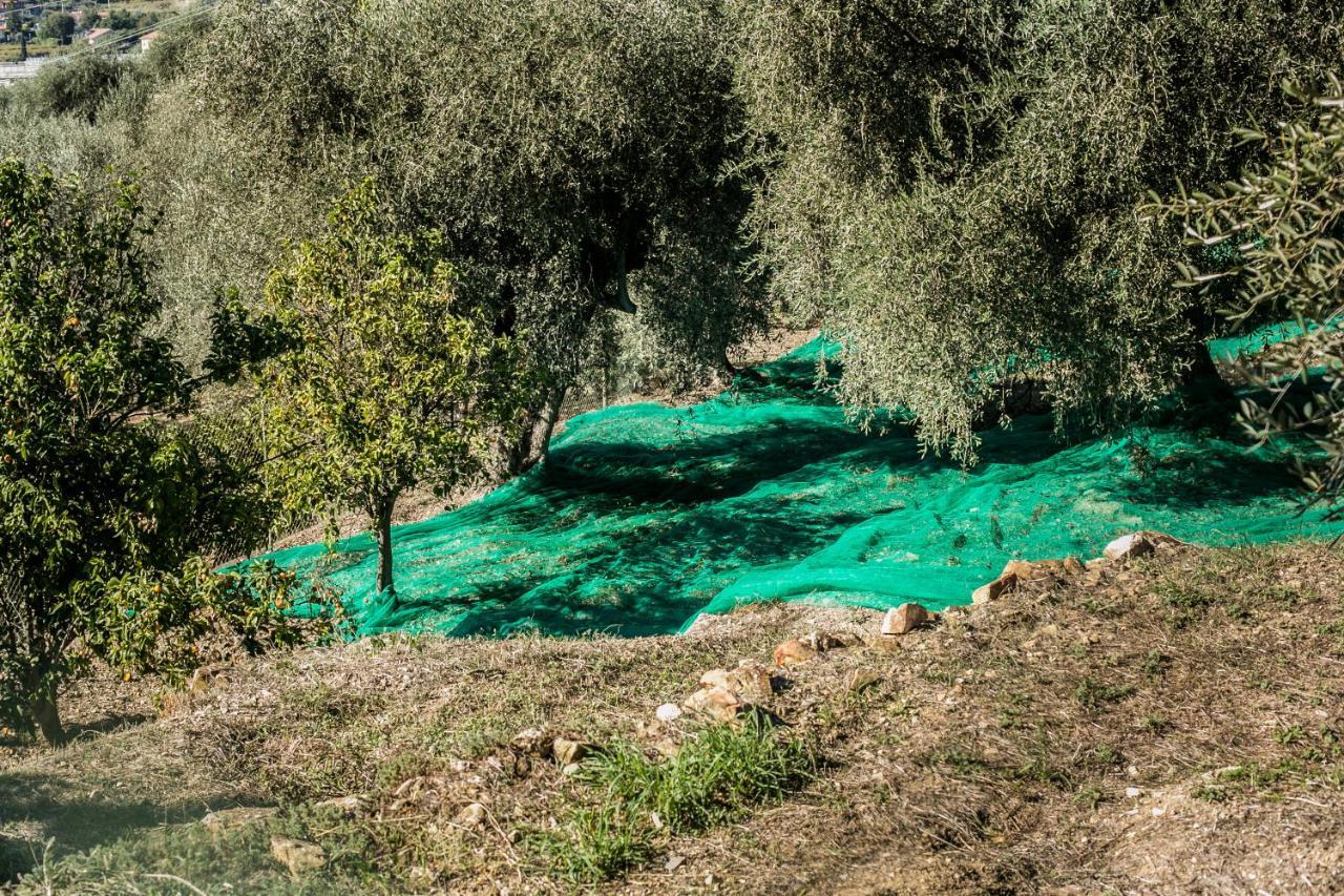 Le Raganelle Hotell Oneglia Exteriör bild